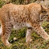 Felis lynx / Lynx lynx
