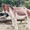 Equus kiang