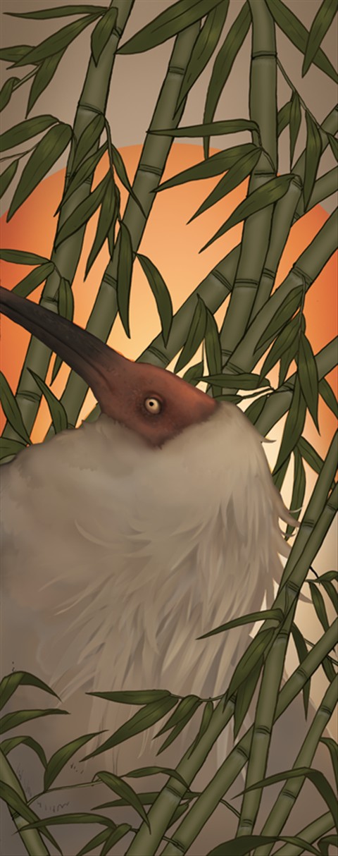 Crested Ibis Painting WIP 04