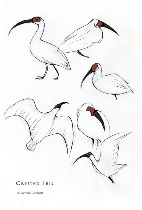 Crested Ibis (Nipponia nippon) - Test Sketches