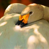 Bewick's Swan (Cygnus columbianus)