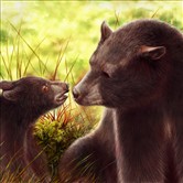 mother bear  and her child  黑熊母子