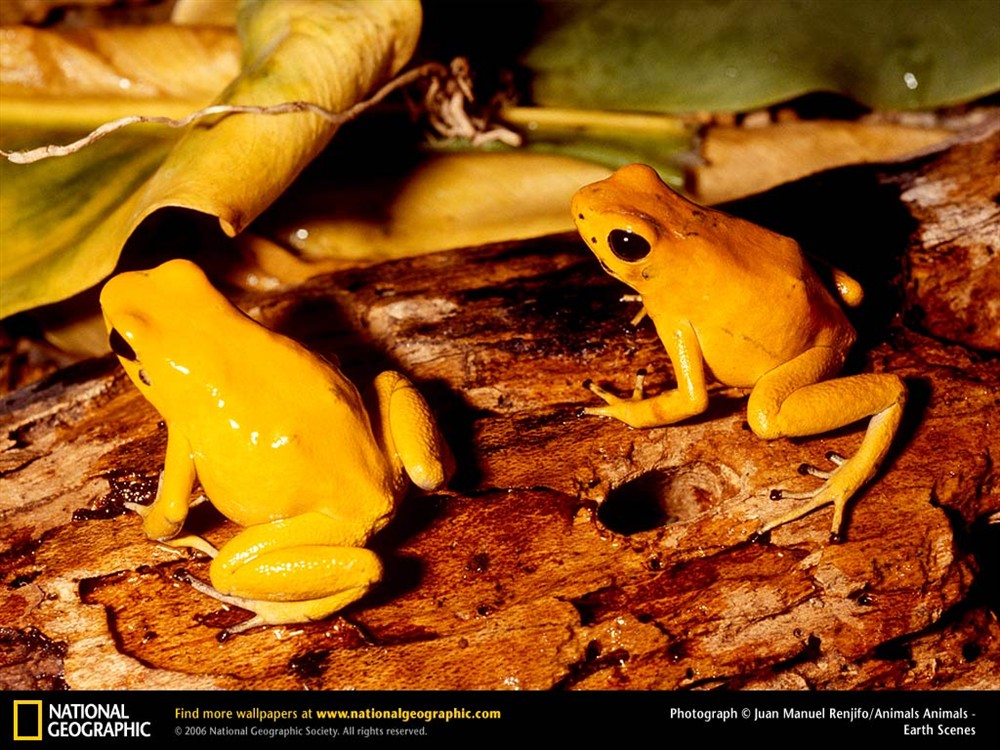 American Bullfrog  National Geographic