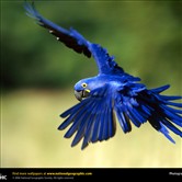 来自国家地理的野生动物摄影作品-飞鸟篇
