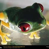 Herpetology Photos-from National Geographic Magazine