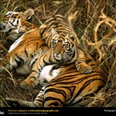 Land Animals Photos-from National Geographic Magazine