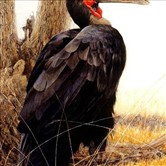 加拿大知名画家Robert Bateman作品欣赏
